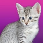 Talking Egyptian Cat MOD Unlimited Money 1.2.1