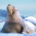 The Seal Elephant MOD Unlimited Money 1.1.4