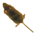 Mouse simulator game for cat MOD Unlimited Money 2.26