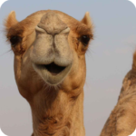 Camel Wallpaper Apk Mod 6.0 Premium