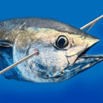 Spearfishing Simulator MOD Unlimited Money 6.3