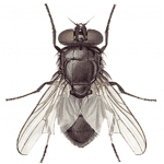 Fly simulator cat toy MOD Unlimited Money 2.19 Fly simulator cat toy MOD Unlimited Money 2.19