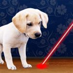 Laser Pointer for Dogs MOD Unlimited Money 4.9.1 Laser Pointer for Dogs MOD Unlimited Money 4.9.1