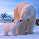 The Bear MOD Unlimited Money 1.2.2 The Bear MOD Unlimited Money 1.2.2