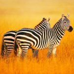 The Zebra MOD Unlimited Money 1.2.2 The Zebra MOD Unlimited Money 1.2.2