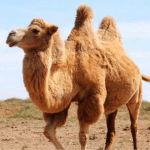 The Camel MOD Unlimited Money 1.2.5