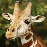The Giraffe MOD Unlimited Money 1.2.3 The Giraffe MOD Unlimited Money 1.2.3