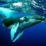 The Humpback Whales MOD Unlimited Money 1.1.5 The Humpback Whales MOD Unlimited Money 1.1.5
