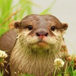 The Otter MOD Unlimited Money 1.1.9