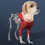 Idle Pet – Create cell by cell MOD Unlimited Money 7.3.3