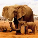 The Elephant MOD Unlimited Money 1.2.5