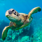 The Turtle MOD Unlimited Money 1.2.2