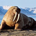 The Walrus MOD Unlimited Money 1.2.1