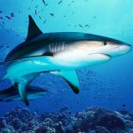 The DogFish MOD Unlimited Money 1.2.2