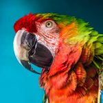 The Parrot MOD Unlimited Money 1.2.1