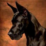 Great Dane Dog Simulator 3D MOD Unlimited Money 1.3.1