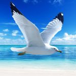 The Seagull MOD Unlimited Money 1.2.6 The Seagull MOD Unlimited Money 1.2.6
