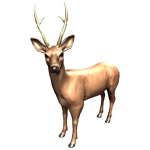 Zookidi-3D MOD Unlimited Money 1.36